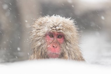 Jigokudani maymun Park, doğal bir kaplıca Nagano, Japonya, içinde banyo maymun