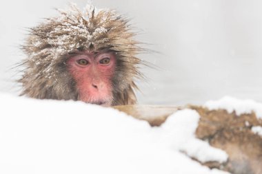 Jigokudani maymun Park, doğal bir kaplıca Nagano, Japonya, içinde banyo maymun