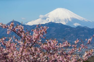 Kawazu Sakara and Mountain Fuji in spring season clipart