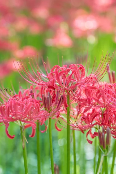 Red spider lily flowers in autumn