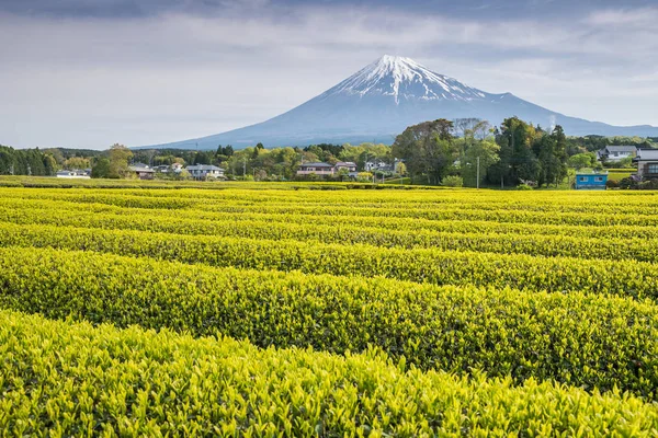 Čaje Farmu Hory Fudži Jaře Prefektuře Šizuoka — Stock fotografie