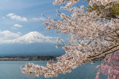 Sakura kiraz çiçeği ve Kawaguchiko Gölü, Mt. Fuji Japonya bahar sezonunda