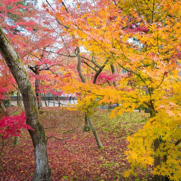 Японський Сад Восени — стокове фото