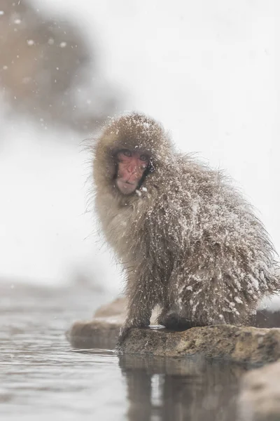Jigokudani Monkey Park Des Singes Baignant Dans Une Source Eau — Photo