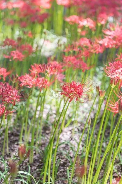 Close Red Spider Lily Herfst — Stockfoto