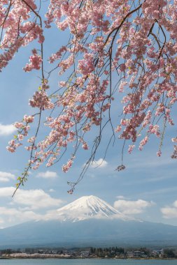 Sakura kiraz çiçeği ve Kawaguchiko Gölü, Mt. Fuji Japonya bahar sezonunda