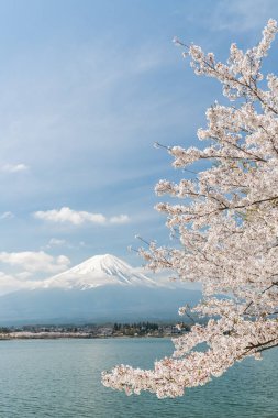 Sakura kiraz çiçeği ve Kawaguchiko Gölü, Mt. Fuji Japonya bahar sezonunda