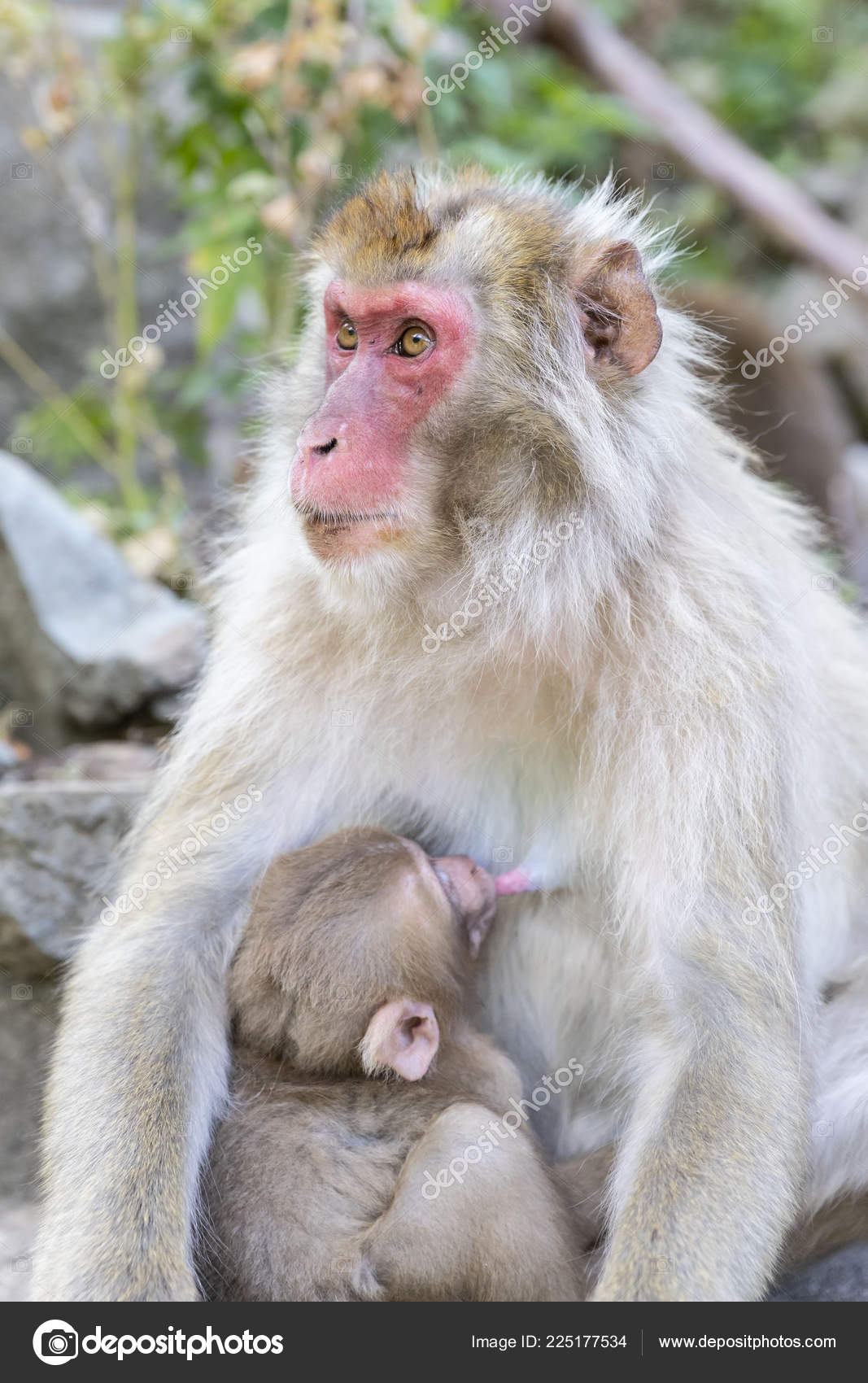 Jigokudani Monkey Park Monkeys Bathing Natural Hot Spring Nagano Japan