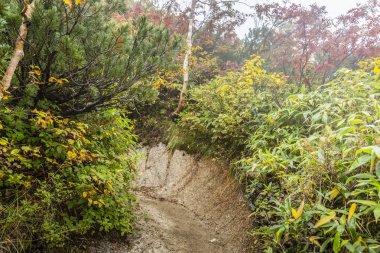 Mt. Tsubokuro Nagano ili, yaz yürüyüş iz