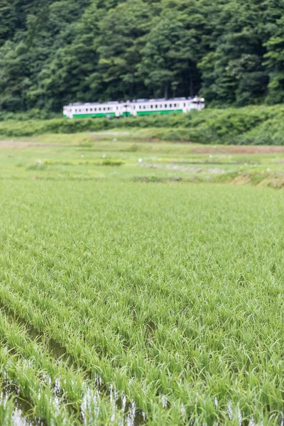 Campo Arroz Ferrocarril Tadami Temporada Verano Prefectura Fukushima —  Fotos de Stock