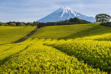 Çay çiftlik ve Shizuoka İli, Fuji Dağı'nın bahar