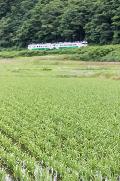 Campo Arroz Ferrocarril Tadami Temporada Verano Prefectura Fukushima —  Fotos de Stock