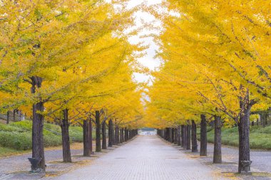 Azuma Park 'ta sonbahar yaprakları, Fukushima Prefecture