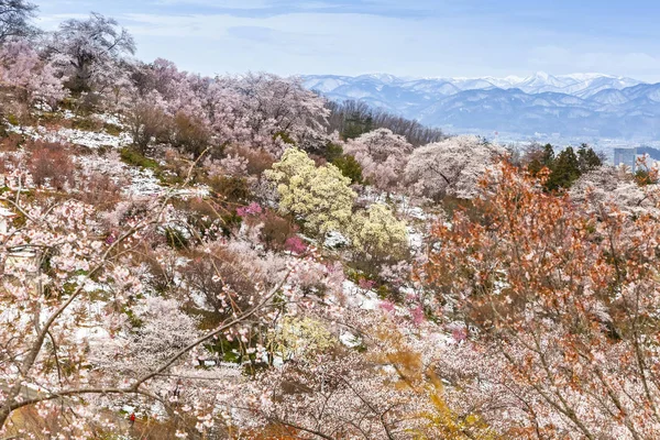 Парк Ханамияма Знаменит Весной Расцветает Много Видов Цветов Образ — стоковое фото