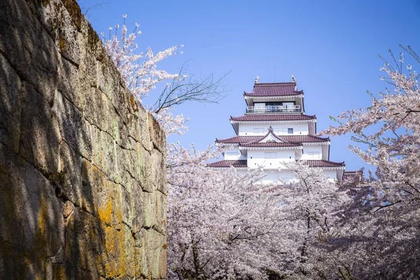 Sakura Está Floreciendo Castillo Tsuruga Prefectura Fukushima — Foto de Stock