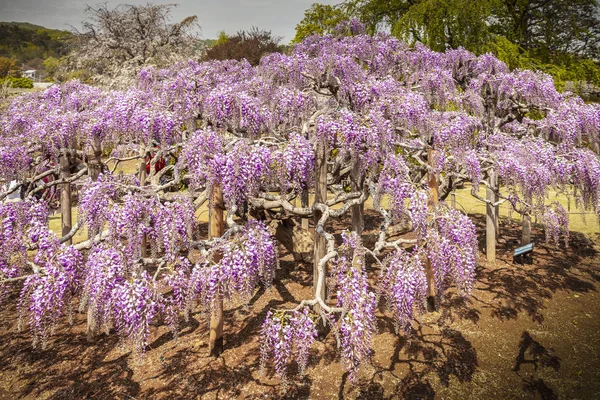 Wisteria Kwiaty Kwitną Wiosną — Zdjęcie stockowe