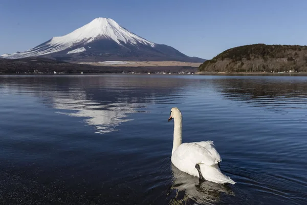 山中湖和富士山的天鹅 — 图库照片