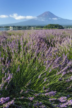 Yaz aylarında karla kaplı olmadan Kawaguchi ve Mt.Fuji gölü boyunca Lavanta alanları