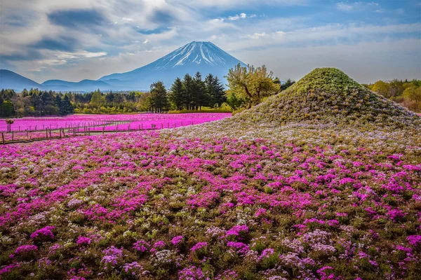 Festival Fuji Shibazakura — Fotografia de Stock