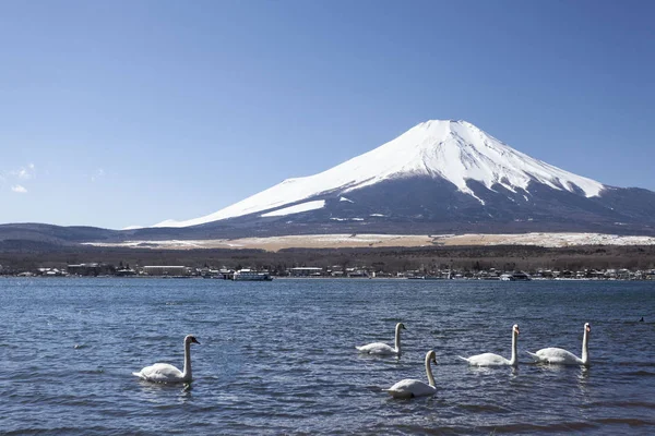 Monte Fuji Cisne Blanco Invierno Lago Yamanaka Prefectura Yamanashi — Foto de Stock