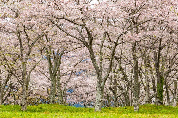 Flor Tre Cereja Primavera — Fotografia de Stock