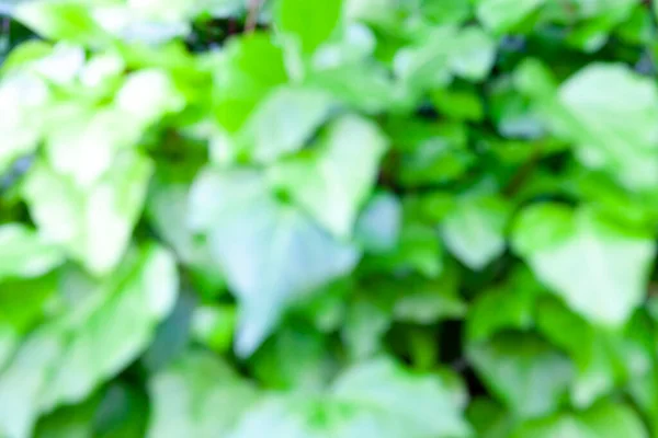 コピースペースのある庭では 太陽の光とぼやけた緑の背景を持つボケの自然な緑の葉 — ストック写真