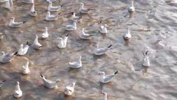 Samut Prakarn 邦普娱乐中心 海滩上的海鸥 — 图库视频影像