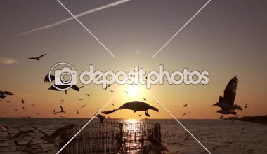 Güzel gün batımı martılar, bang silueti ile pu, Tayland