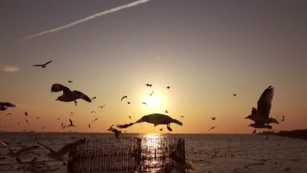 Vacker Solnedgång Med Silhuetten Fiskmåsar Bang Thailand — Stockvideo
