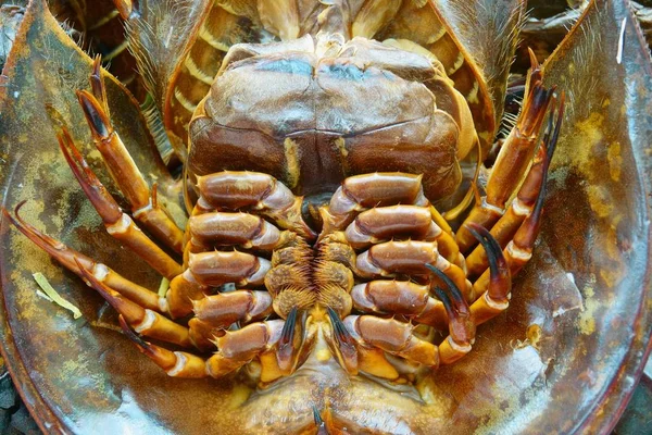 Horseshoe crab burned for cooking close up