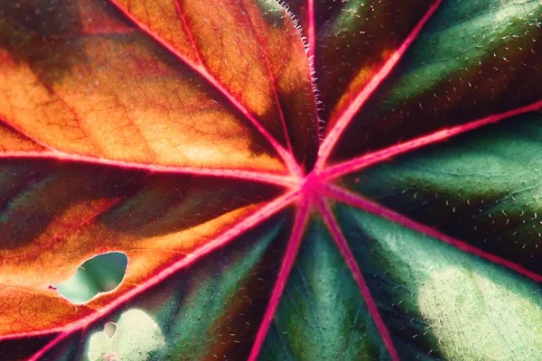抽象的な半分緑半分乾燥セレクティブ フォーカス クローズ アップ秋葉の背景 — ストック写真
