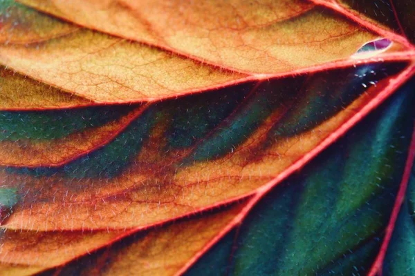 抽象的な半分緑半分乾燥セレクティブ フォーカス クローズ アップ秋葉の背景 — ストック写真