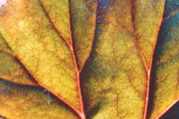 Abstract Half Green Half Dry Autumn Leaf Background Selective Focus — Stock Photo, Image