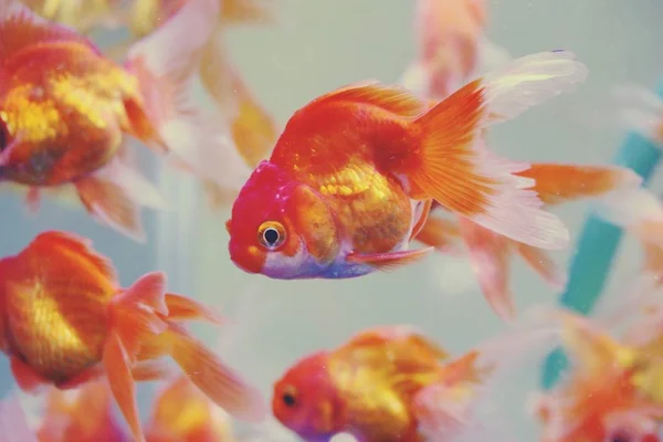 Fundo Colorido Com Goldfishes Aquário Tanque — Fotografia de Stock