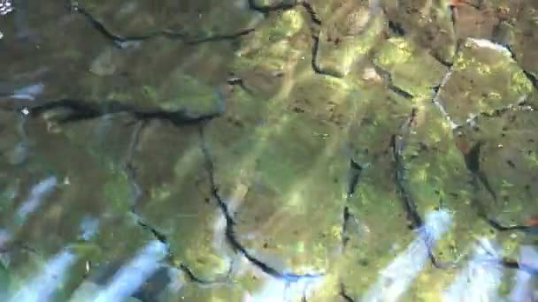 Zelený Mech Kameny Pod Vodu Jezeře Při Východu Slunce — Stock video