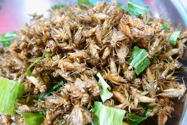 Cricket Käfer Gebraten Beliebter Snack Street Food Thailand — Stockfoto