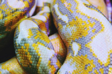 Albino piton yılan deri doku arka plan yakın çekim