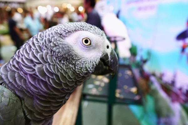 Sevimli Komik Papağan Durmak Vasıl Evde Beslenen Hayvan Stok — Stok fotoğraf