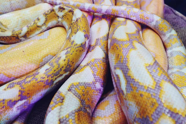 Albino Python Schlange Haut Textur Hintergrund Nahaufnahme — Stockfoto