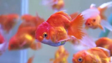 yakın yukarı akvaryum tankında goldfishes takipte