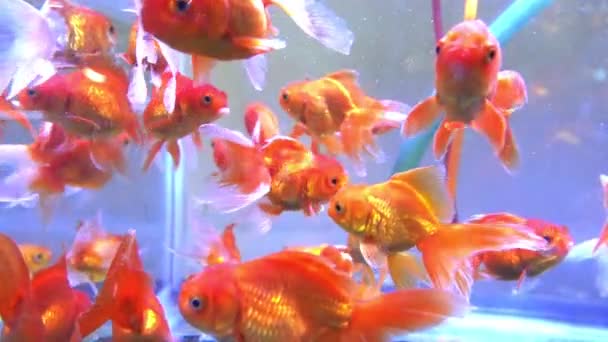 金魚ストック動画 ロイヤリティフリー金魚動画 Depositphotos 金魚ストック動画 ロイヤリティフリー金魚動画 Depositphotos