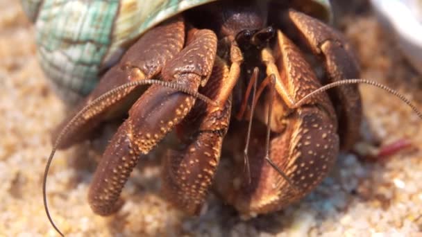 隐居螃蟹在沙滩上关闭 — 图库视频影像