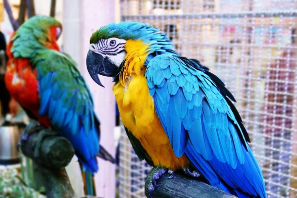 Aranyos Vicces Papagáj Állni Egy Kisállat Készlet — Stock Fotó