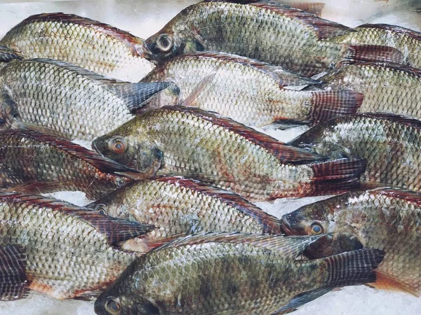 Frischer Tilapia Fisch Auf Eis Supermarkt — Stockfoto