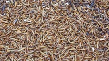 Satılık kuşlar ve balık beslenme için Mealworm