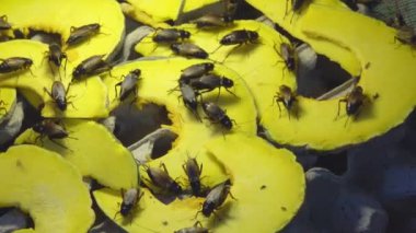 Kriket böcek kabak üzerinde kızarmış, Tayland popüler snack sokak gıda