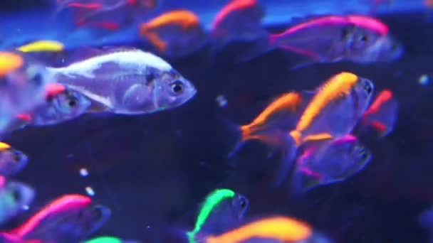 Suddig Neon Tetra Paracheirodon Innesi Akvarium — Stockvideo