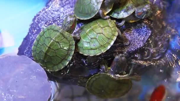 Group Red Eared Slider Turtle Close — Stock Video