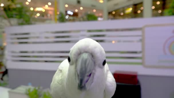 Cute Παπαγάλος Αστεία Σταθεί Στο Κατάστημα Pet — Αρχείο Βίντεο