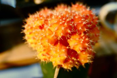 Kaktüsler çiçek pazarında satışı